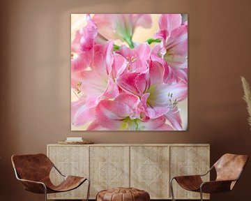 Amaryllis