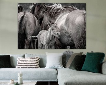 Wilde Pferde in schwarz-weiß