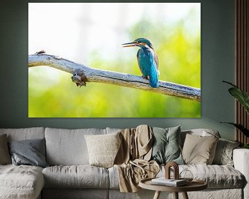 Portret of the Common Kingfisher posing on a branch by Krijn van der Giessen