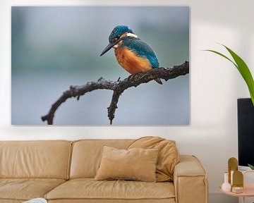 Kingfisher by Kingfisher.photo - Corné van Oosterhout