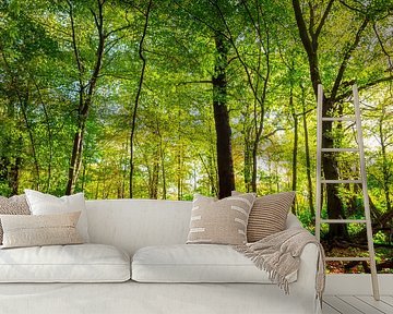 Autumn forest by Günter Albers