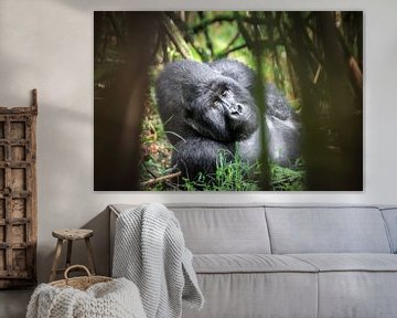 Gorille à dos argenté dans une forêt de bambous sur Krijn van der Giessen