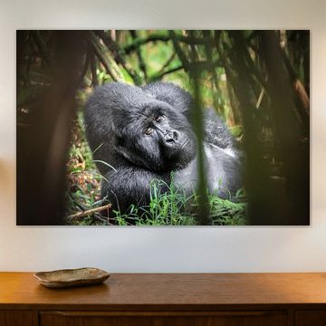 Silberrücken-Gorilla im Bambuswald