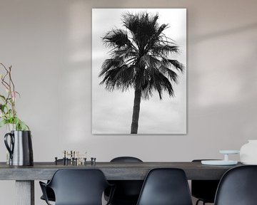 Palmboom in zwart-wit // rustgevend, landschap, zomer // fine-art van suzanne.en.camera
