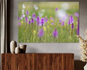 Flower meadow in the raised bog