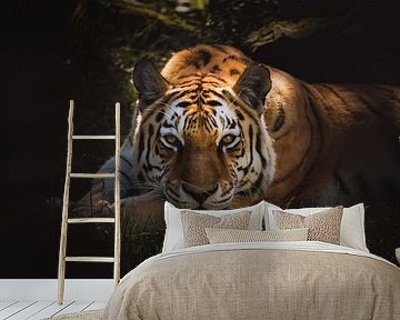 Wunderschöner Tiger, der dich beobachtet. von Sandra Hazes