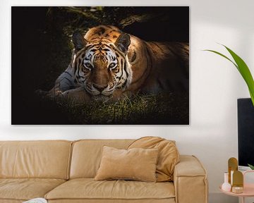 Beautiful tiger watching you dark & moody van Sandra Hazes