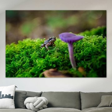 Grenouille regardant un champignon violet