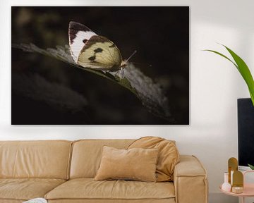 White butterfly leaf dark & moody van Sandra Hazes