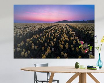 zonsopkomst tulpenveld