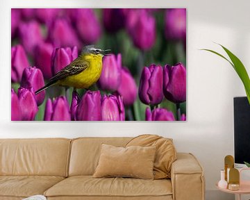 Gele Kwikstaart zingend op een tulp by Menno Schaefer