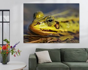 All-seeing eye frog by Sjors Gijsbers