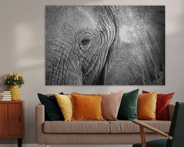 Close-up eye of an African elephant by Krijn van der Giessen