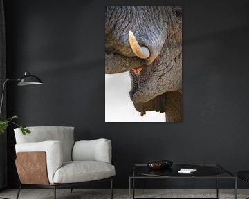 Drinkende olifant close-up van Krijn van der Giessen