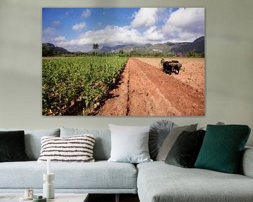 Vinales, Cuba. Tobacco plantation in the Vinales valley, north of Cuba by Tjeerd Kruse