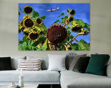 verwelkte zonnebloemen