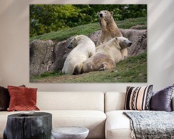 Young polar bears drink milk with their mother by Joost Adriaanse