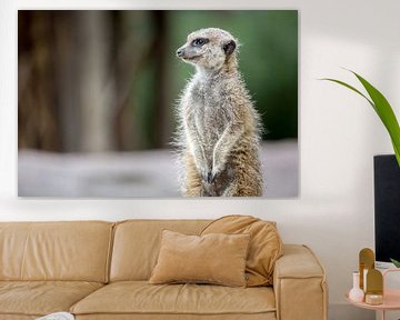 Meerkat (of stokstaartje) op de uitkijk. van Joost Adriaanse