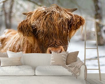 Portret van een Schotse Hooglander koe in de sneeuw van Sjoerd van der Wal Fotografie