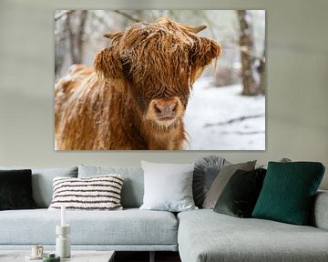 Porträt einer schottischen Highlander-Kuh im Schnee von Sjoerd van der Wal