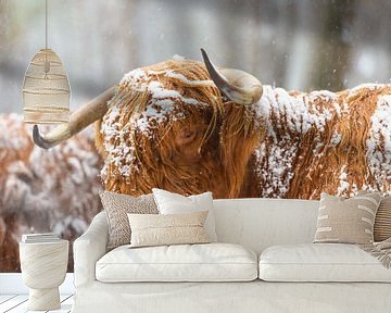 Portret van een Schotse Hooglander koe in de sneeuw van Sjoerd van der Wal Fotografie