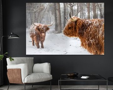 Porträt einer schottischen Highlander-Kuh im Schnee von Sjoerd van der Wal