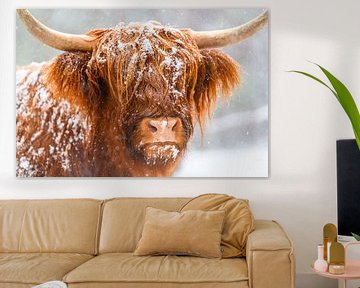 Portret van een Schotse Hooglander koe in de sneeuw van Sjoerd van der Wal