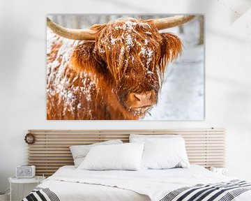 Portret van een Schotse Hooglander koe in de sneeuw van Sjoerd van der Wal