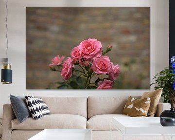 roze rosen, pink flower van harm Henstra