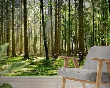 forest by Günter Albers