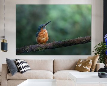Kingfisher on a branch by Rianne van Diemen