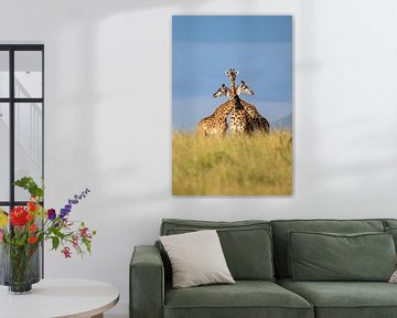 Drie eenheid - giraffen