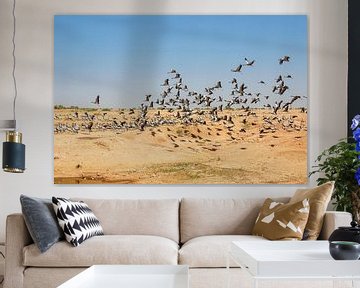 Troop of demoiselle crains flying in blue sky, Rajasthan, India by Tjeerd Kruse