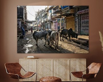 Les saintes vaches indiennes sont dans le groupe sur la rue de la ville. Jaisalmer est situé au cœur