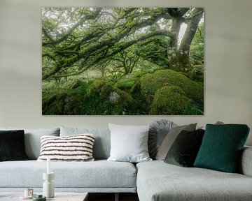 Mystical world of moss-covered boulders by Loris Photography