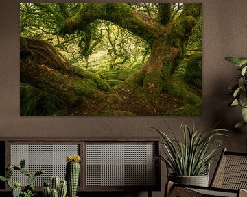 Der gruseligste Wald in Dartmoor von Joris Pannemans - Loris Photography