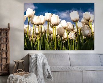 Witte Tulpen tegen een Blauwe lucht van Brian Morgan
