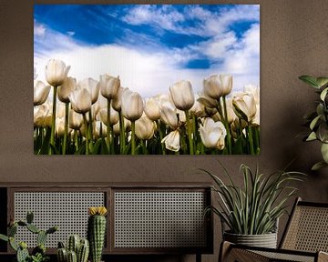 Witte tulpen tegen blauwe lucht