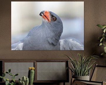 Close-up van een havik uit Zuid Afrika van John Stijnman