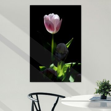 Tulipe avec lumière