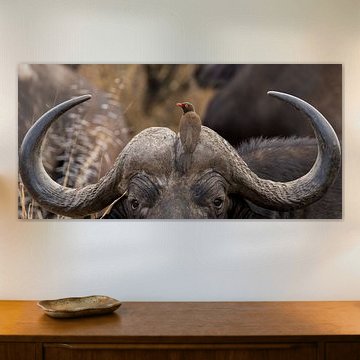 Büffel mit Vogel auf dem Kopf Südafrikas