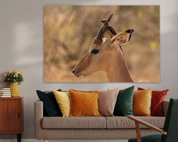 Impala met vogel op kop Zuid Afrika van John Stijnman