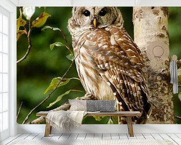 Tawny owl in the forest by Marianne Ottemann - OTTI
