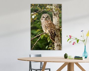 Tawny owl in the forest by Marianne Ottemann - OTTI