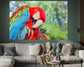 Rode groenvleugel ara of papegaai poetst zijn veren van Ben Schonewille