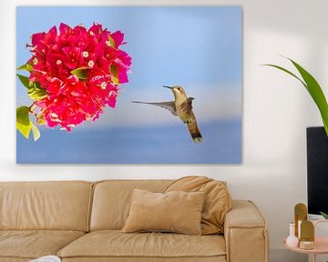 Vliegende kolibrie zweeft in de lucht voor rode bloem