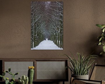 Winter in het bos, een laan met bomen tijdens de sneeuw van Discover Dutch Nature
