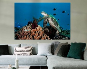 Schildpad op het koraalrif van Ramon Stijnen