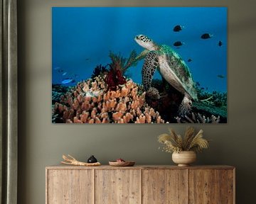 Schildpad op het koraalrif van Ramon Stijnen