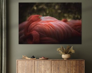 Flamingo watching you by Sandra Hazes